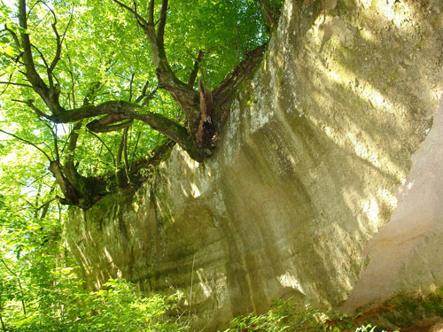 Foto sinucigasii tei (c) Petru Goja